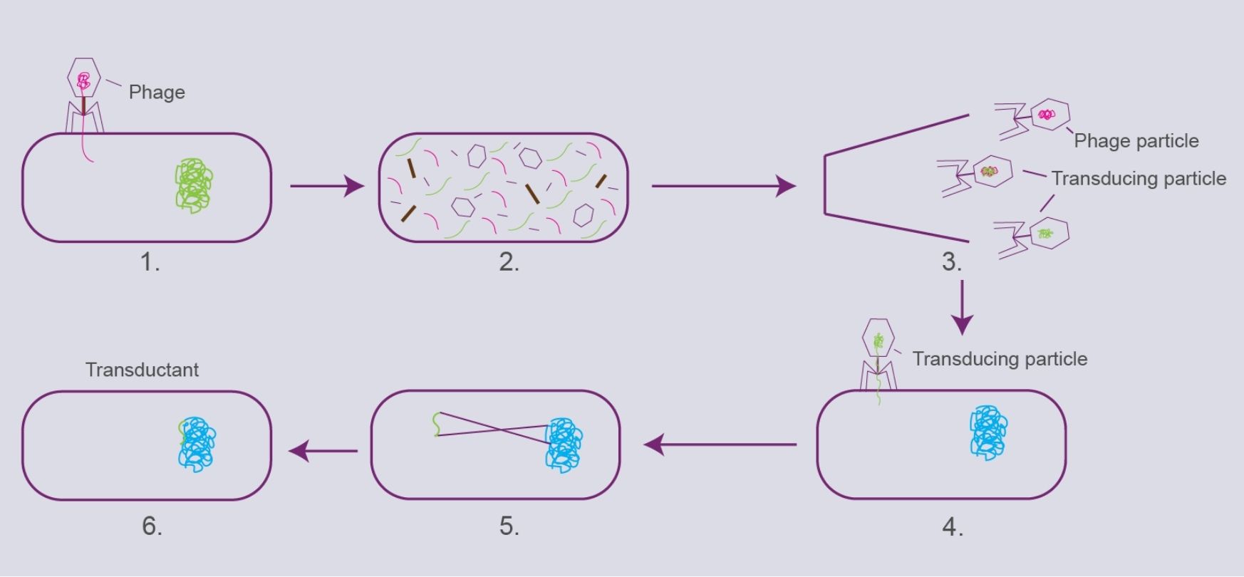 Transduction P1vir Phage Overview the mechanisms, characteristics